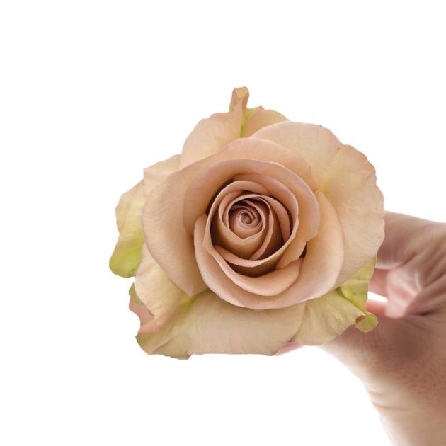 Роза-Rosa-Sensei-60cm-AG 5dd4fc41-8c85-11ef-0a80-031200138af0