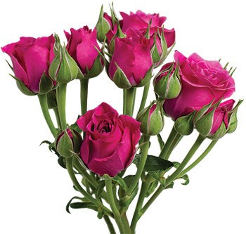 Роза куст-Rosa sp-Gem Star-50cm-EA 5df945b1-b52e-11ee-0a80-119800111149