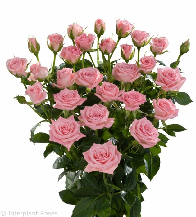 Роза куст-Rosa sp-Odilia-60cm--Ks 5e5fc051-cdec-11ef-0a80-13c4006535dd