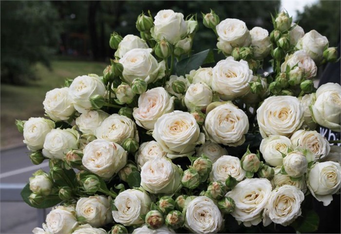 Роза куст-Rosa sp-Princess Bombastic-60cm-RS 5e96246d-0325-11ef-0a80-169300003ba7