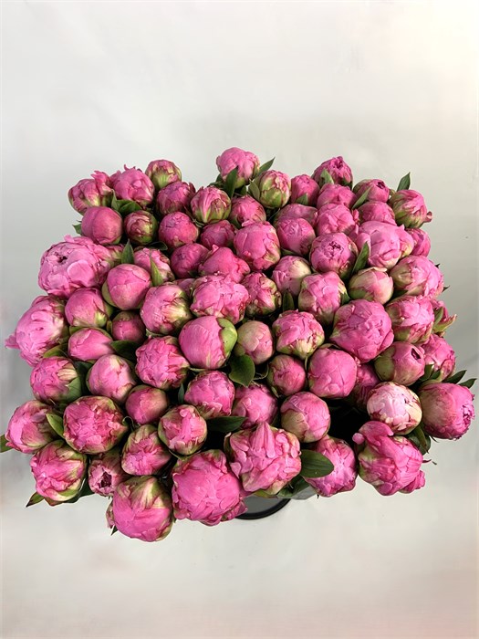 Пион-Peony-Alex Flaming-70cm-CE 5eb76c0d-367a-11f0-0a80-07660000e74a