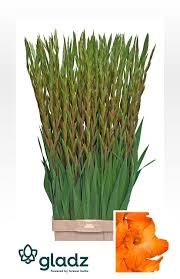 Гладиолус Gr-Gladiolus Gr-Live Oak-115cm-/180gr 5ed09c8a-50f0-11ef-0a80-01e50032d031
