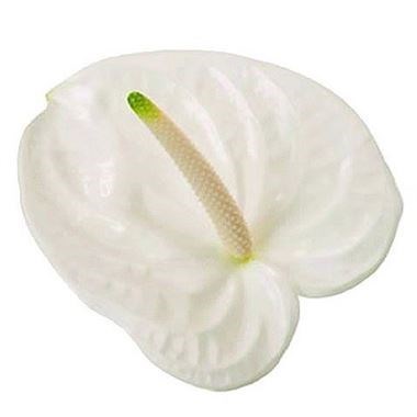 Антуриум Anthurium Adina 5f5dbf77-688a-11f0-0a80-0fae000f8a3d