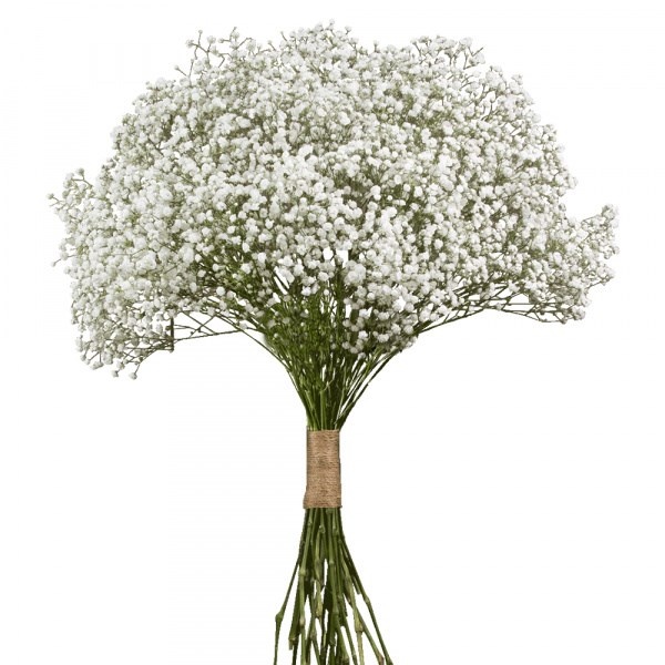 Гипсофила-Gypsophila-Over Time-1000gr-/EA 5f773a42-9b73-11ee-0a80-0edb00001213