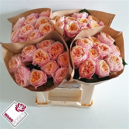 Роза-Rosa-Gr Vuvuzela--50cm 5f81dda8-c0a7-11ec-0a80-086200216c7b