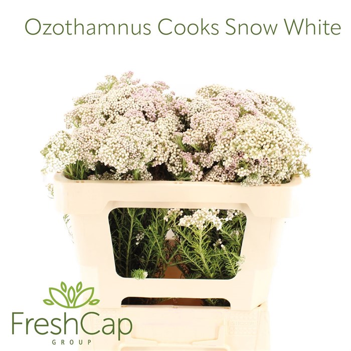Озотамнус-Ozothamnus-Cooks Snow White-50cm 0a3b72ab-b8ad-11f0-0a80-0baf00201dad