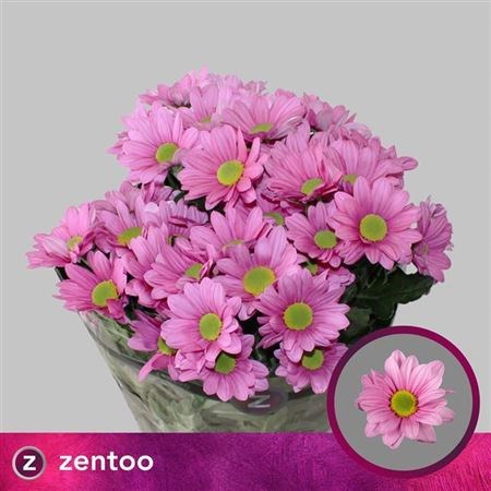 Хризантема куст-Chrysant Tr-Ballerinas-70cm-90gr 601acb14-dc00-11ec-0a80-0d220005eef1