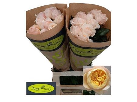Роза-Rosa-Gr Madame Gulya!-60cm 60315212-4487-11ed-0a80-091c002a8ae4