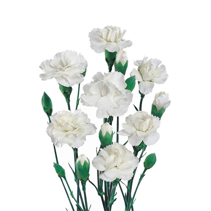 Гвоздика куст-Dianthus Tr- Blanquita-70cm 6053d055-dc00-11ec-0a80-0d220005eef7