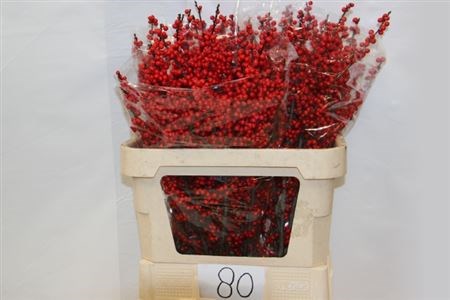 Илекс Ve-Ilex Ve-Rode Bes--70cm 6064648b-bfa4-11ec-0a80-0b4c0006e431