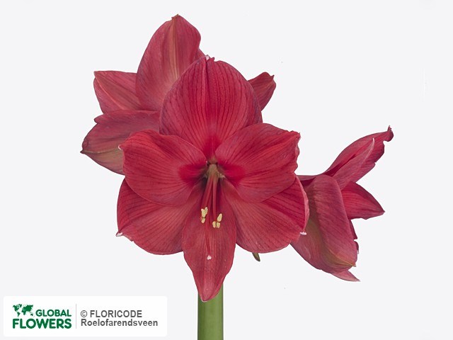 Амариллис St-Hippeastrum St-Ga Isabella-/80cm 6067e036-c8c0-11ee-0a80-07770028ae16