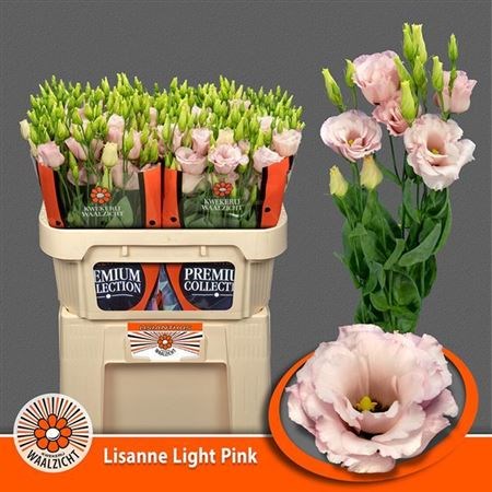 Лизиантус G-Lisianthus G-Lisanne L Pink-72cm 606ff51b-dc00-11ec-0a80-0d220005ef00