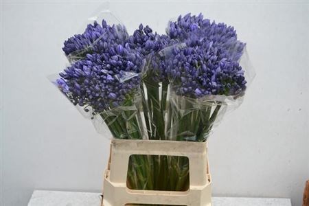 Агапантус-Agapanthus-Arctic Ocean-60cm 609b46dc-1041-11ef-0a80-10ef005b0384