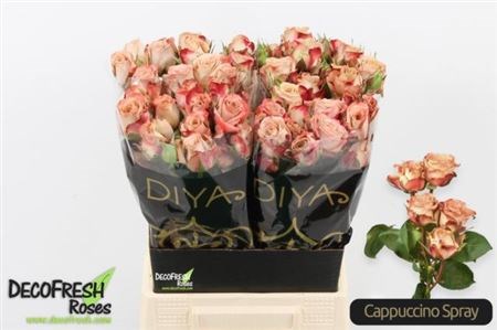 Роза куст-Rosa tr-Cappuccino-50cm 60e2920e-1041-11ef-0a80-10ef005b038a