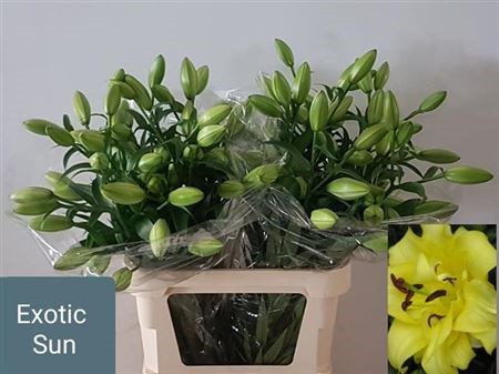 Лилия-Lilium-Ot Exotic Sun-85cm 60f86b05-4487-11ed-0a80-091c002a8b09