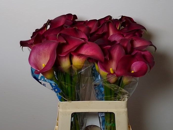 Калла-Zantedechia-Bordeaux Art-55cm 60f882d9-1041-11ef-0a80-10ef005b0390