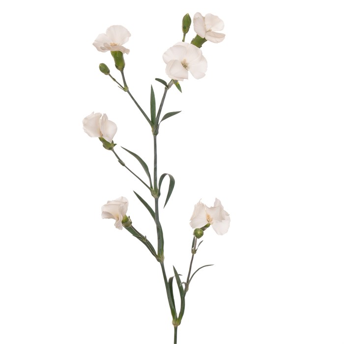 Гвоздика куст-Dianthus sp-Solandis Blondfly-60cm 61025719-1041-11ef-0a80-10ef005b0393