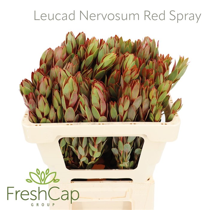 Леукадендрон-Leucadendron-Nervosum Red Spray-50cm 6118686e-1041-11ef-0a80-10ef005b039d