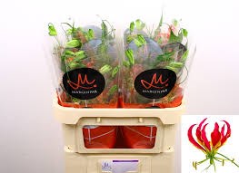 Глориоза-Gloriosa-S Fift Shad-70cm 618e656a-17ba-11f0-0a80-0589007cfba5