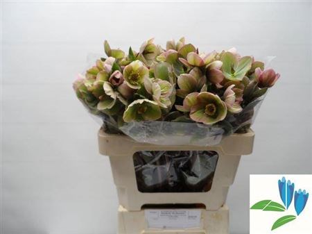 Хеллеборус-Helleborus-Frk Baylis Blus-45cm 61958004-17ba-11f0-0a80-0589007cfba8