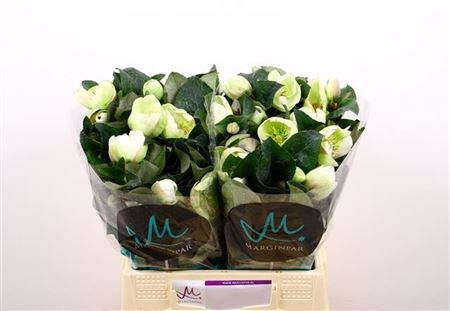 Хеллеборус-Helleborus-Frk Moondance-50cm 619af630-17ba-11f0-0a80-0589007cfbae