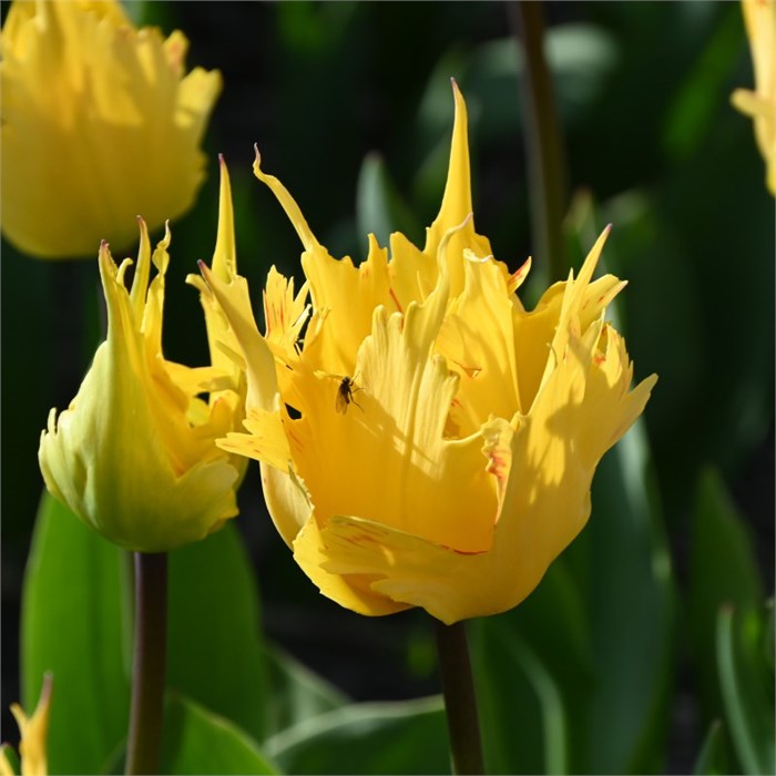 Тюльпан-Tulip-En Sunny Leo-40cm-31gr 61b0148a-f048-11ef-0a80-0d61001e5fc5