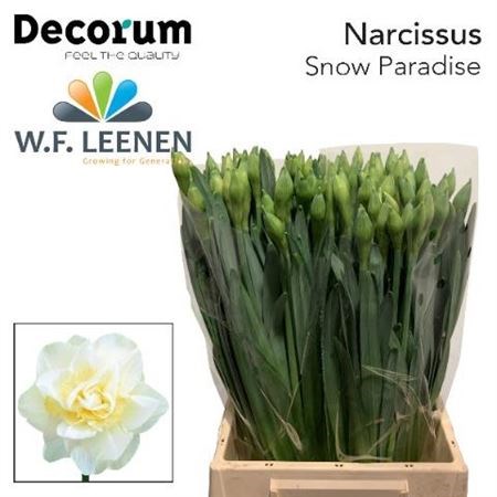 Нарцисс-Narcissus-Du Snow Parad-45cm-25gr 61b062f5-17ba-11f0-0a80-0589007cfbbd