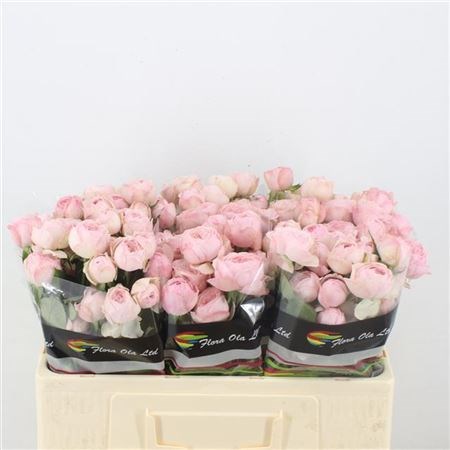 Роза куст-Rosa tr-Mansfi Pin Park-50cm 61b18b8b-bfa5-11ec-0a80-0b4c0007df1b