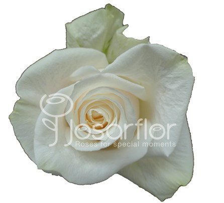 Роза-Rosa-Vendela-50cm-JR 61cbd806-bfa9-11ec-0a80-0b4c000ba164