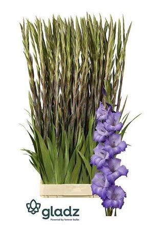 Гладиолус Gr-Gladiolus Gr-Performer--120cm-190gr 61fec790-7f34-11f0-0a80-13e700085080