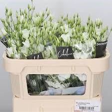Лизиантус G-Lisianthus G-E Botan White-70cm 6208872a-17ba-11f0-0a80-0589007cfbd8