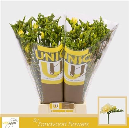 Фрезия-Freesia-Du Marseille-54cm-23gr 620bfaa8-17ba-11f0-0a80-0589007cfbdb