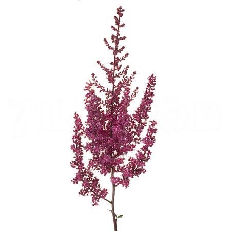 Астильба-Astilbe-Paul Gäarder-60cm 62129c87-ac66-11ee-0a80-0e9200752680
