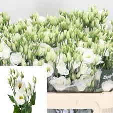 Лизиантус G-Lisianthus G-G Rosi White-70cm 621dce0f-17ba-11f0-0a80-0589007cfbe1
