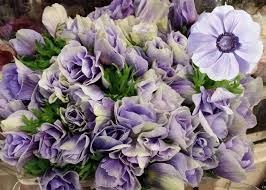 Анемон-Anemone-Mistral Plus Lilac-CE 624566aa-f890-11f0-0a80-17f50000b000