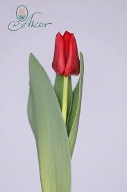 Тюльпан-Tulip-En Pacha-44cm-56gr 624cf658-17ba-11f0-0a80-0589007cfbf0