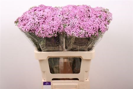 Ахилея-Achilea-M Anna-60cm 625be740-f635-11f0-0a80-01f90000a77a