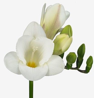 Фрезия-Freesia-Du Essence Extra-52cm-23gr 6268a3b7-ac66-11ee-0a80-0e9200752692