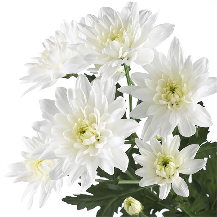 Хризантема куст-Chrysant Tr-T Baltica-70cm-95gr 626c2c58-17ba-11f0-0a80-0589007cfbf9
