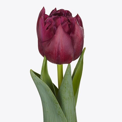 Тюльпан-Tulip-Du Alison Bradley-37cm-34gr 626f9c7b-ac66-11ee-0a80-0e9200752695