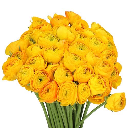 Ранункулус-Ranunculus-Cloni Yellow-CE 62756248-f890-11f0-0a80-17f50000b015