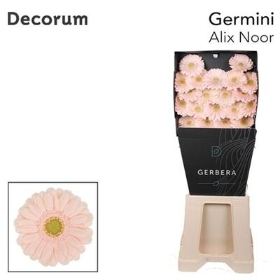 Гербера-Gerbera-Germini Alix-noor Diamond-50cm 627a0374-f635-11f0-0a80-01f90000a77d