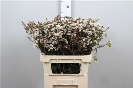 Ваксфлауэр-Chamelacium-Un Snow Dream-80cm-50gr 0a769c30-99a8-11ed-0a80-0071003ad7f1