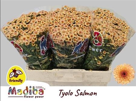 Хризантема сант-Chrysant sant-Mad Tyolo Salm-55cm-120gr 62bc9b76-f635-11f0-0a80-01f90000a78c