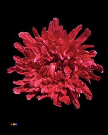 Хризантема одн-Chrysant Gr-Antonov Bordeaux-70cm 62c6f17a-f635-11f0-0a80-01f90000a78f