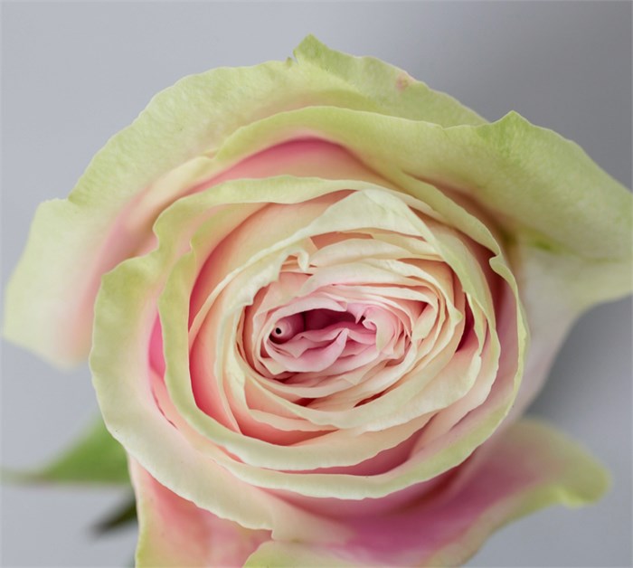 Роза-Rosa-Rosita Vendela-60cm-PE 62c831d1-39a7-11ed-0a80-09e7002672e9