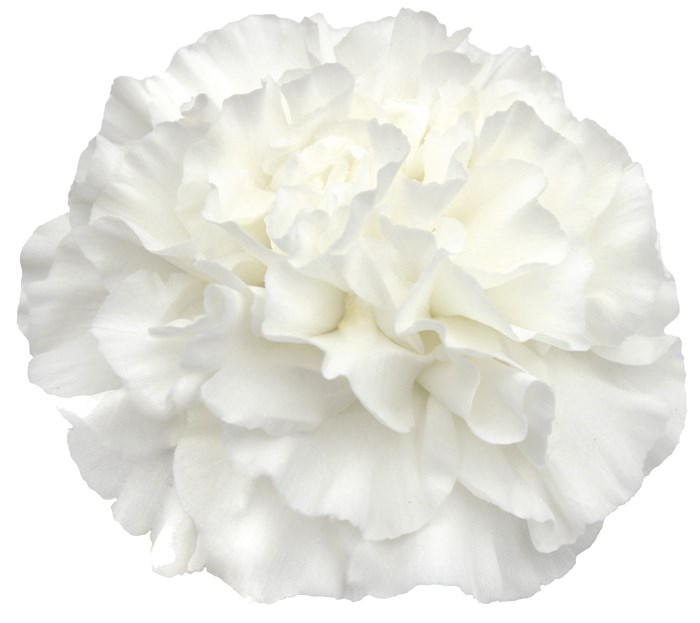 Гвоздика ст-Dianthus st-Everest-55cm 0a8a33aa-bfa4-11ec-0a80-0b4c000691ec