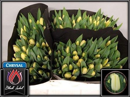 Тюльпан-Tulip-En Creme Fraiche-37cm-30gr 6305a89c-f635-11f0-0a80-01f90000a7a1