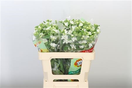 Оксипеталум-Oxypetalum-Co Perf Whi Harm-70cm 633f56a2-cf67-11ec-0a80-0d32013b2879