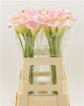 Калла-Zantedechia-Manila-50cm 63503795-cf67-11ec-0a80-0d32013b287c